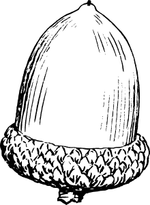 acorn